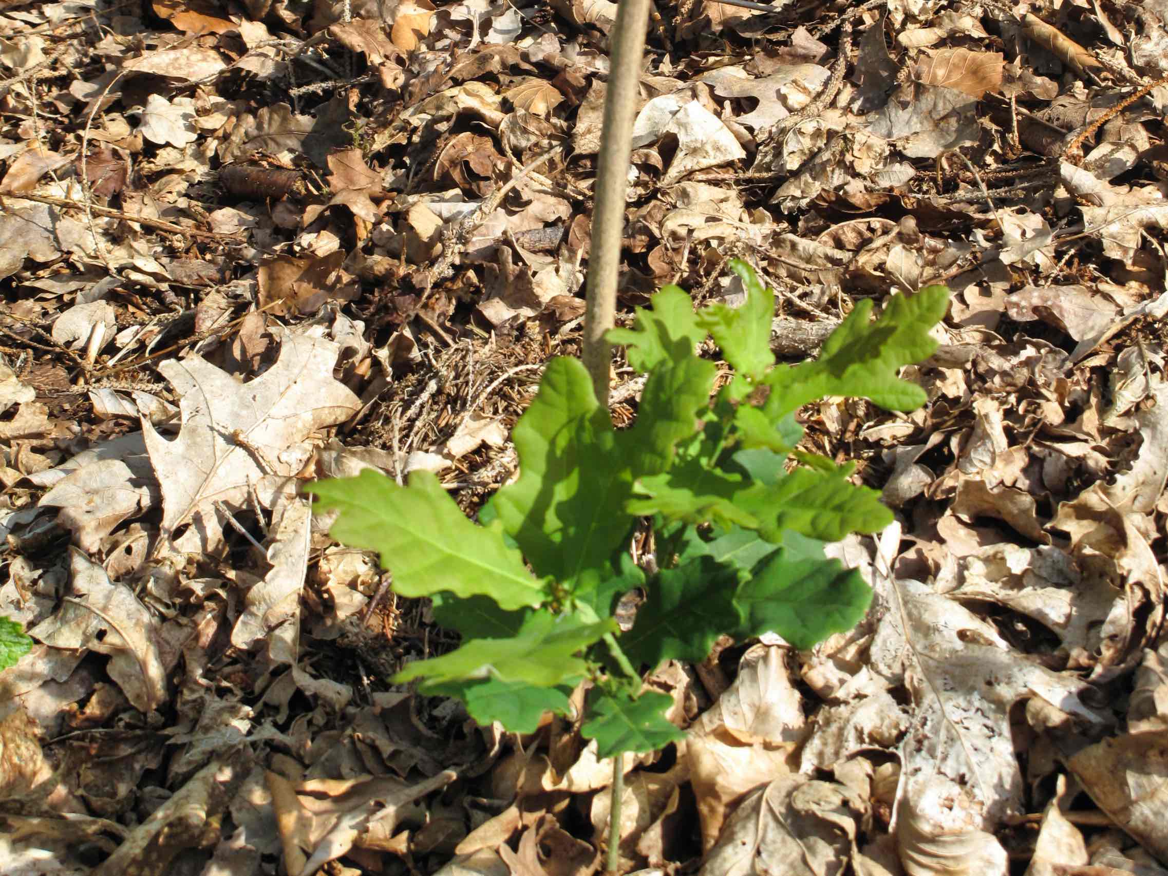 Ege træer